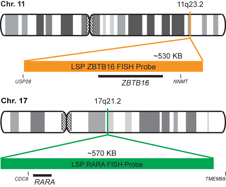 ZBTB16-RARA Dual Fusion/Translocation FISH Probe Kit  