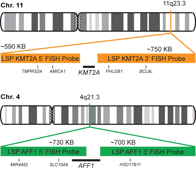 KMT2A-AFF1 Dual Fusion/Translocation FISH Probe Kit