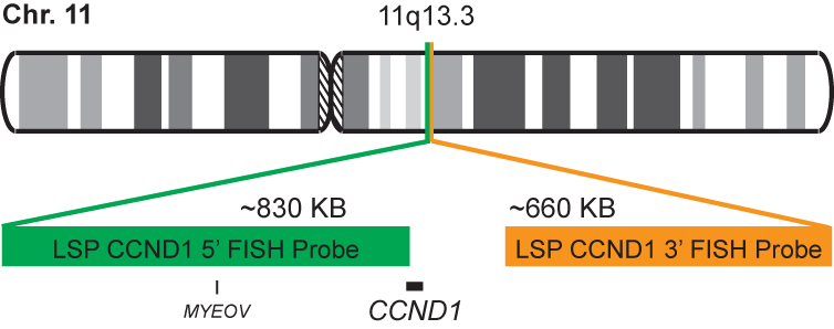 CCND1 Break Apart FISH Probe Kit