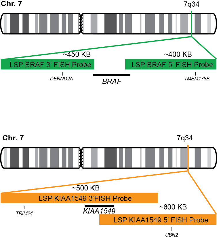 BRAF-KIAA1549 Dual Fusion/Translocation FISH Probe Kit