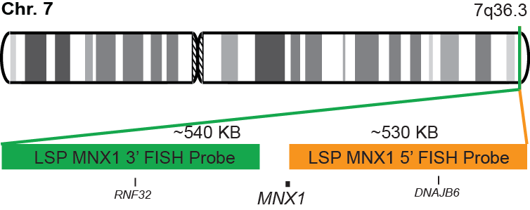 MNX1 Break Apart FISH Probe Kit