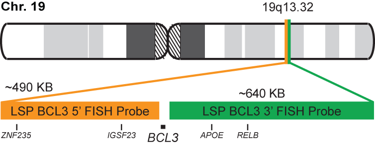 BCL3 Break Apart FISH Probe Kit