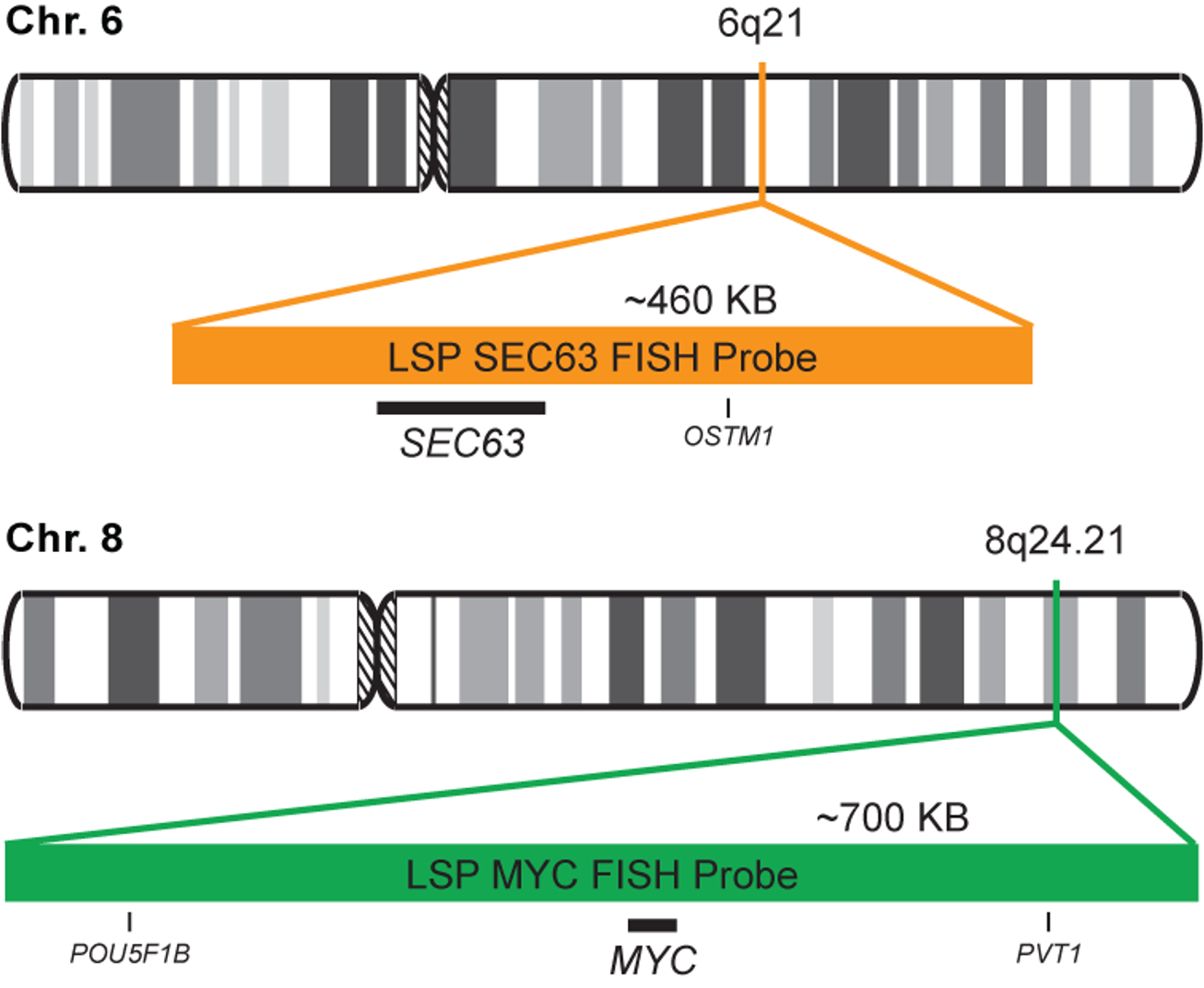 SEC63/MYC FISH Probe Kit 