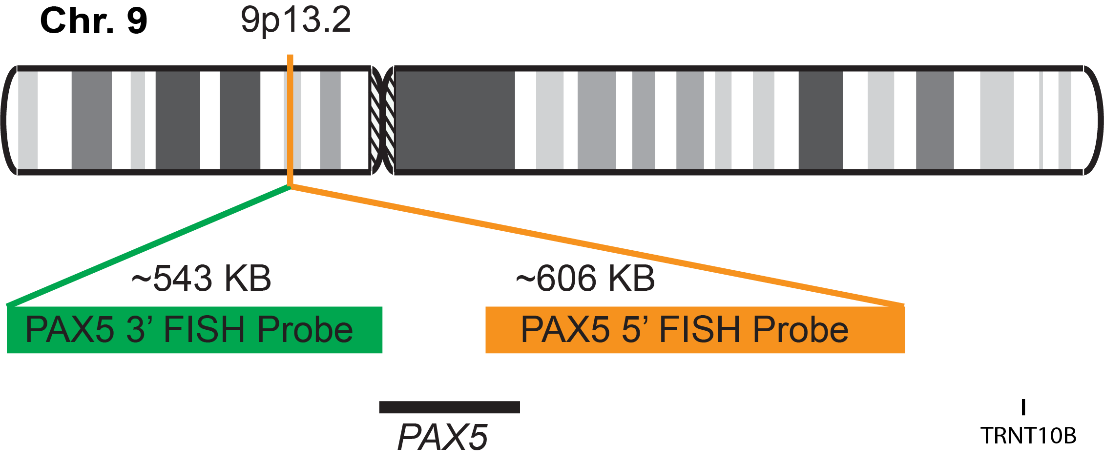 PAX5 Break Apart FISH Probe Kit 