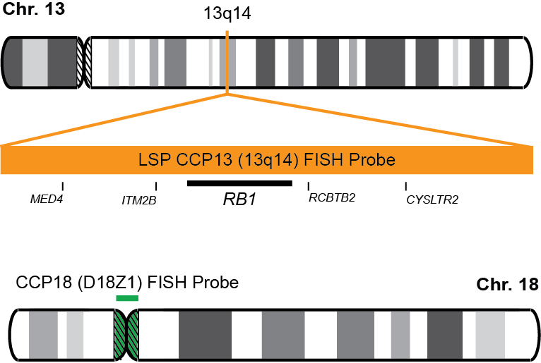 CCP13, 18 FISH Probe Kit  
