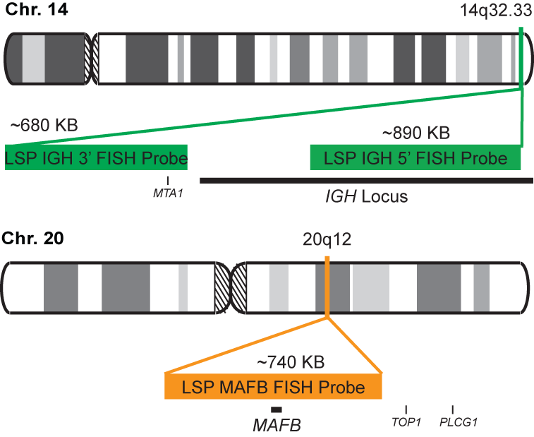 IGH-MAFB Dual Fusion/Translocation FISH Probe Kit