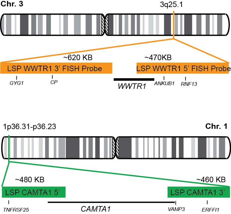 WWTR1-CAMTA1 Dual Fusion/Translocation FISH Probe Kit 