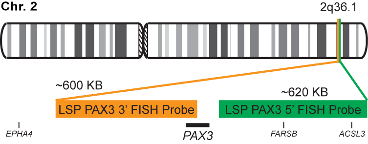 PAX3 Break Apart FISH Probe Kit