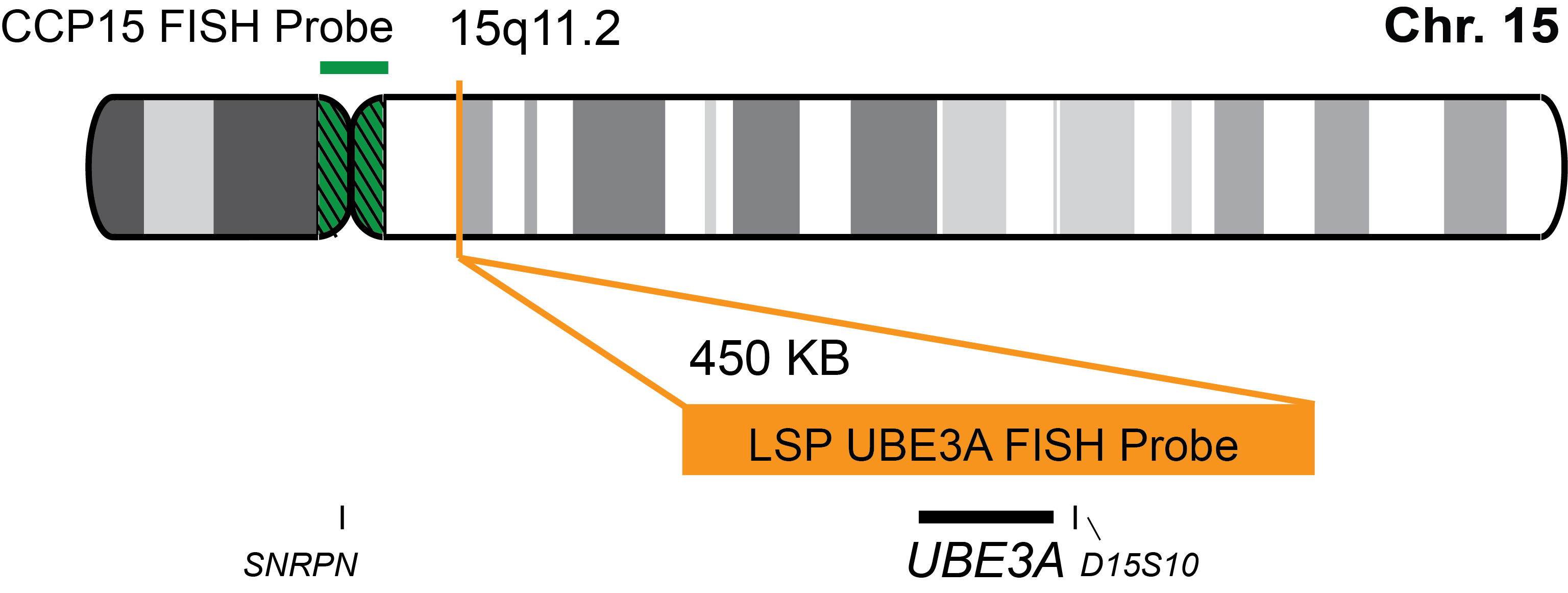 UBE3A/CCP15 FISH Probe Kit 