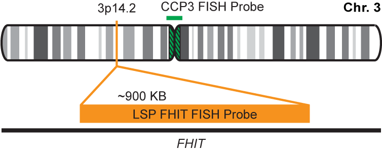 FHIT/CCP3 FISH Probe Kit 