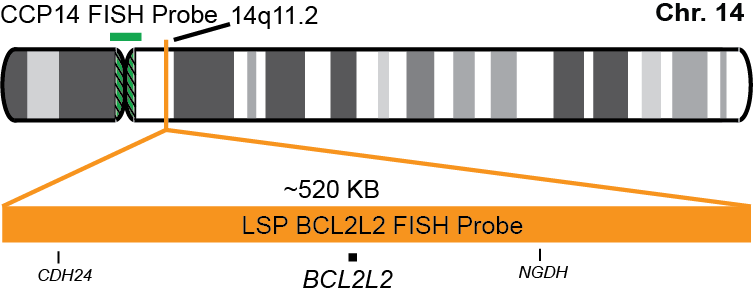 BCL2L2/CCP14 FISH Probe Kit