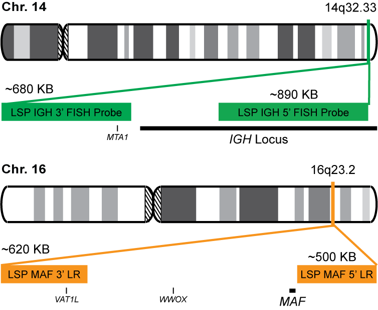 IGH-MAF Dual Fusion/Translocation LR FISH Probe Kit 