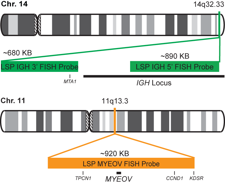 IGH-MYEOV Dual Fusion/Translocation FISH Probe Kit