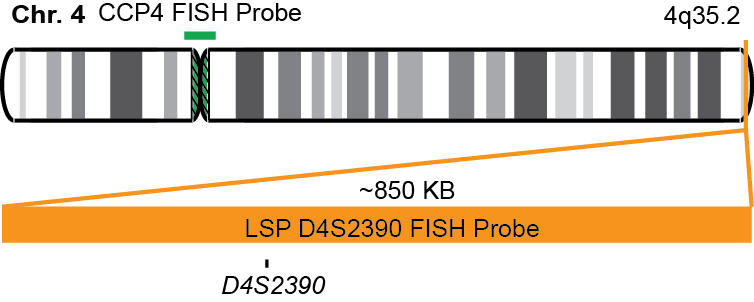D4S2390/CCP4 FISH Probe Kit  