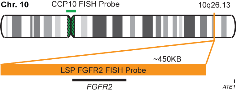 FGFR2/CCP10 FISH Probe Kit 
