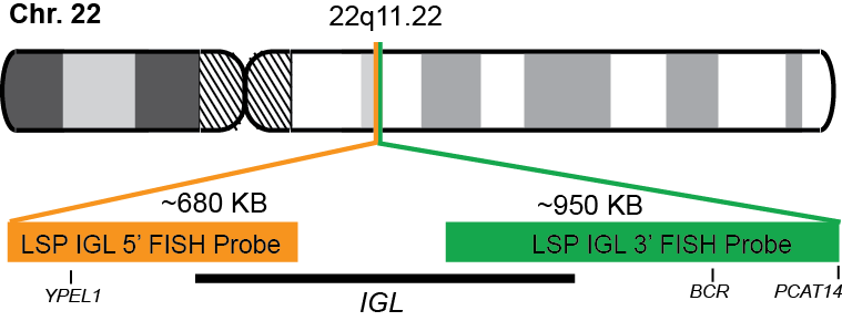 IGL Break Apart FISH Probe Kit