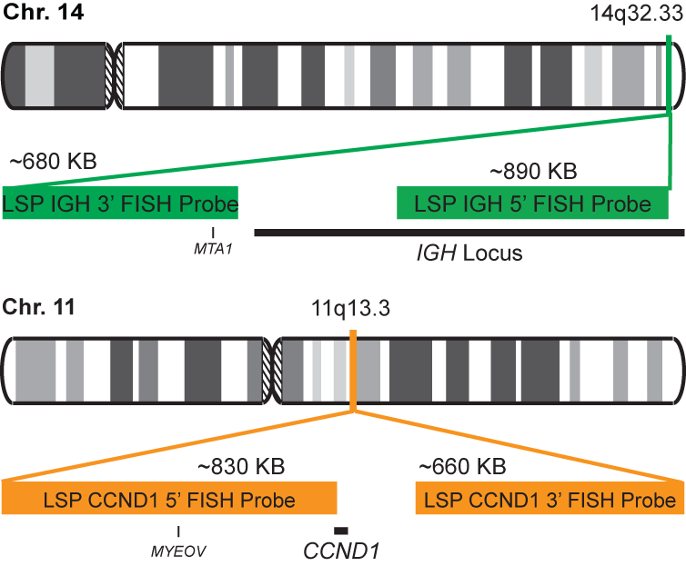 IGH-CCND1 Dual Fusion/Translocation FISH Probe Kit