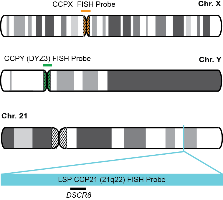 CCPX, Y, 21 FISH Probe Kit