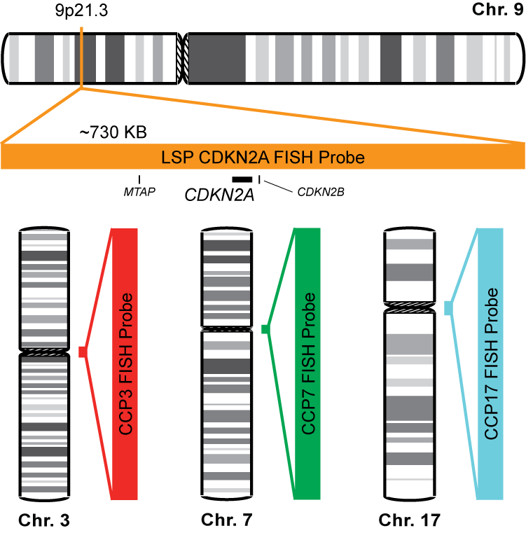 CDKN2A/CCP3,7,17 FISH Probe Kit 