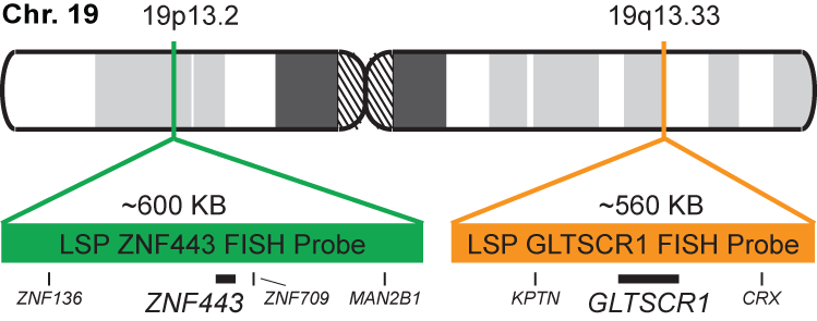 ZNF443/GLTSCR1 FISH Probe Kit 