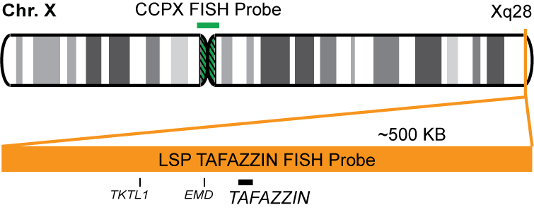 TAFAZZIN/CCPX FISH Probe
