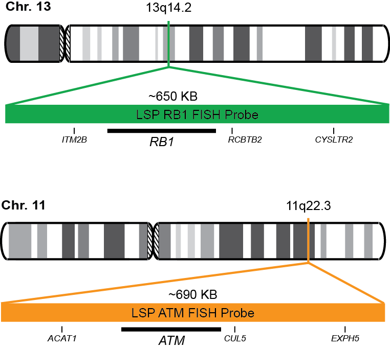 RB1/ATM FISH Probe Kit 