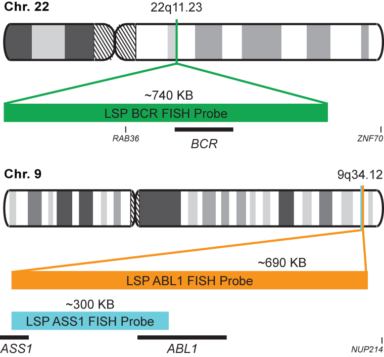 BCR-ABL1/ASS1 Tri-color Fusion/Translocation FISH Probe Kit