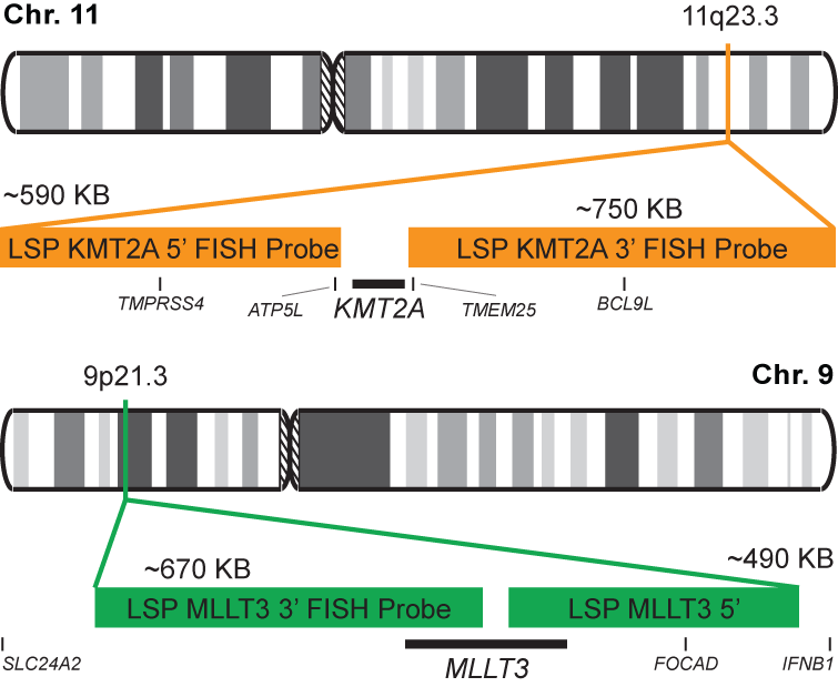 KMT2A-MLLT3 Dual Fusion/Translocation FISH Probe Kit