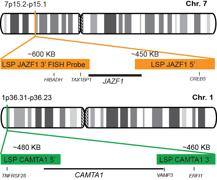 JAZF1-CAMTA1 Dual Fusion/Translocation FISH Probe Kit 