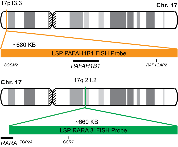 PAFAH1B1/RARA FISH Probe Kit