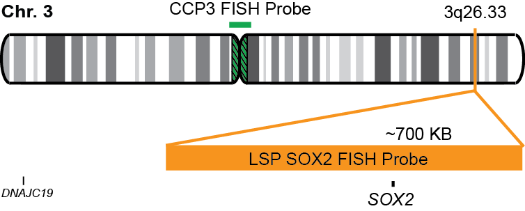 SOX2/CCP3 FISH Probe Kit  
