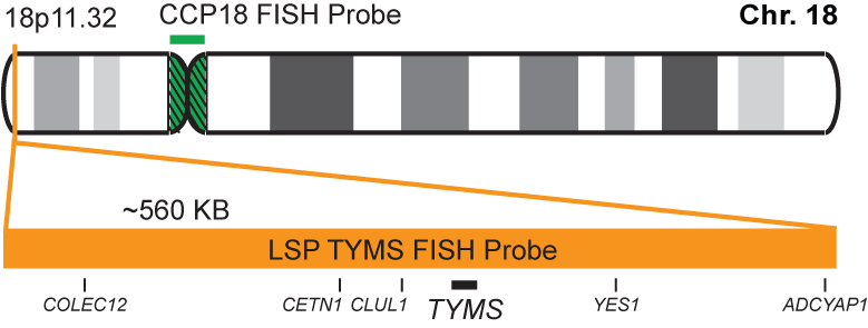 TYMS/CCP18 FISH Probe Kit  