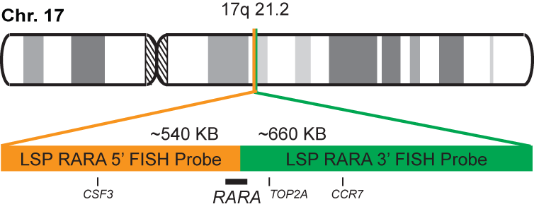 RARA Break Apart FISH Probe Kit