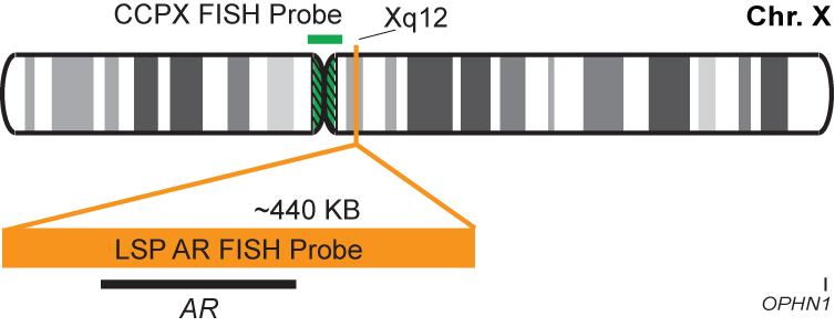 AR/CCPX FISH Probe Kit 