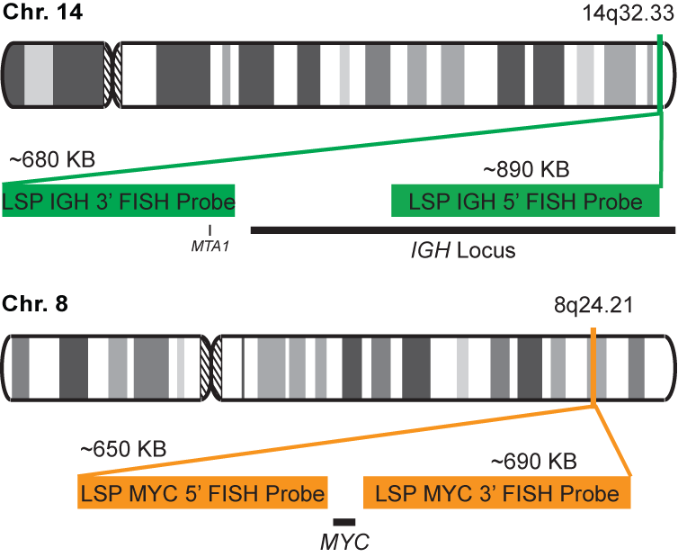 IGH-MYC Dual Fusion/Translocation FISH Probe Kit
