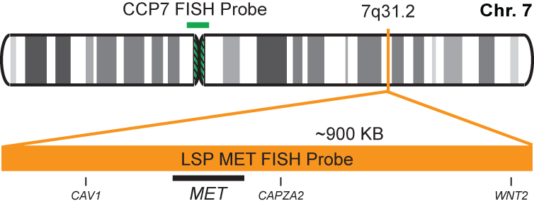 MET/CCP7 FISH Probe Kit 