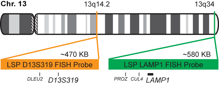 D13S319/LAMP1 FISH Probe Kit  