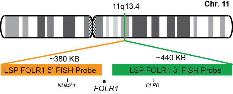 FOLR1 Break Apart FISH Probe Kit  