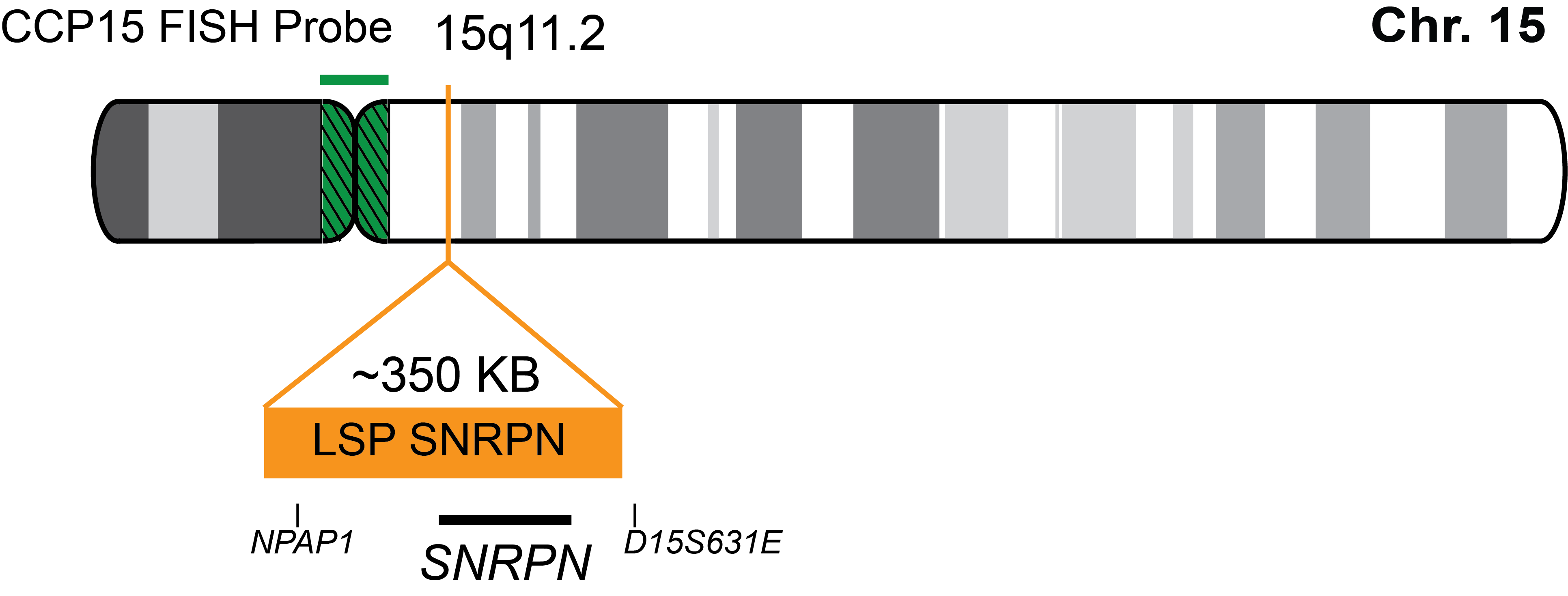 SNRPN/CCP15 FISH Probe Kit 