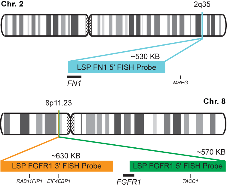 FN1-FGFR1 Tri-color Fusion/Translocation FISH Probe Kit