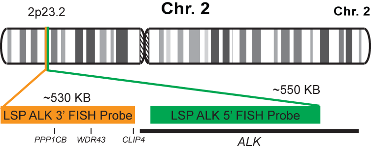 ALK Break Apart FISH Probe Kit 