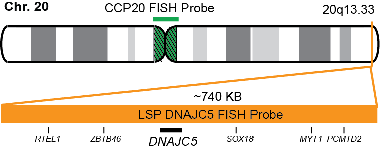 DNAJC5/CCP20 FISH Probe Kit 