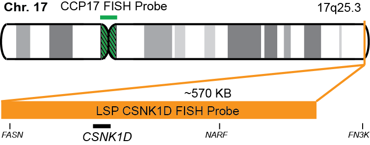 CSNK1D/CCP17 FISH Probe Kit 