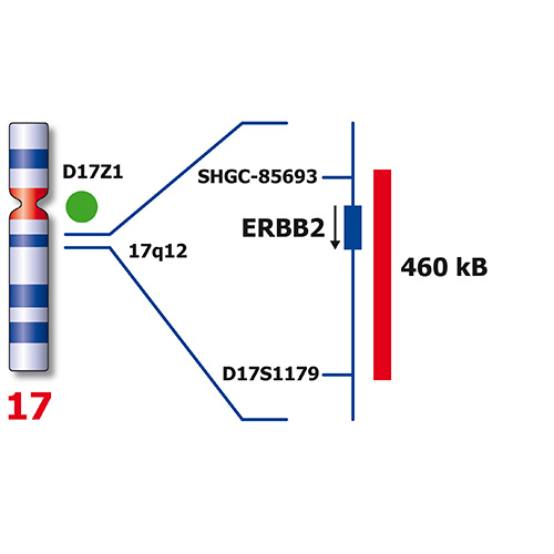  ERBB2 (17q12) / SE 17