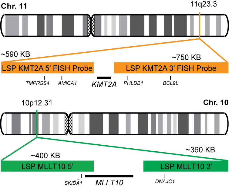 KMT2A-MLLT10 Dual Fusion/Translocation FISH Probe Kit 