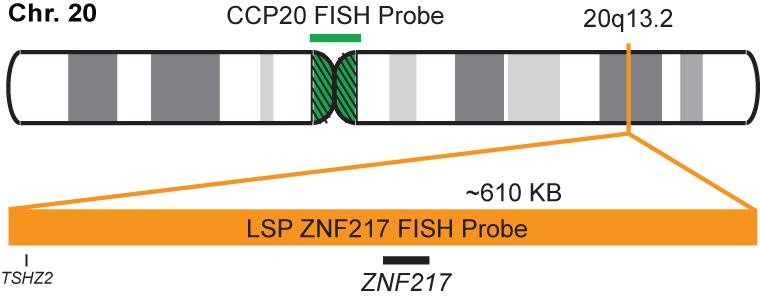 ZNF217/CCP20 FISH Probe Kit 