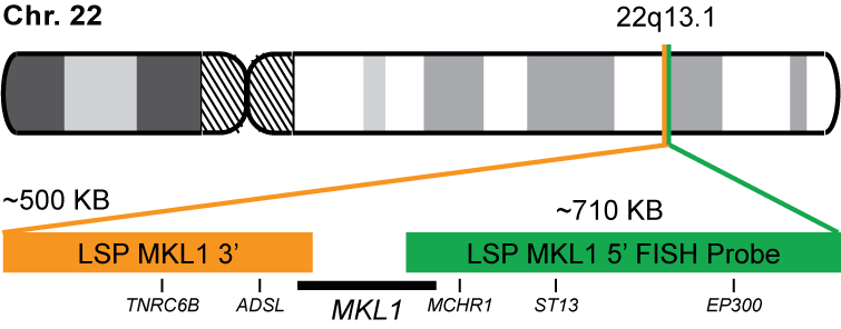 MKL1 Break Apart FISH Probe Kit 