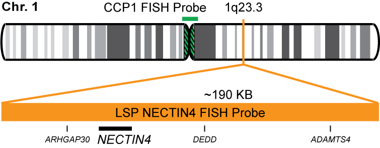 NECTIN4/CCP1 FISH Probe Kit