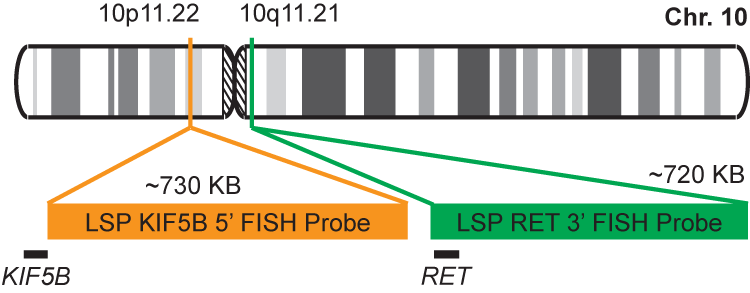 KIF5B-RET Fusion/Translocation FISH Probe Kit