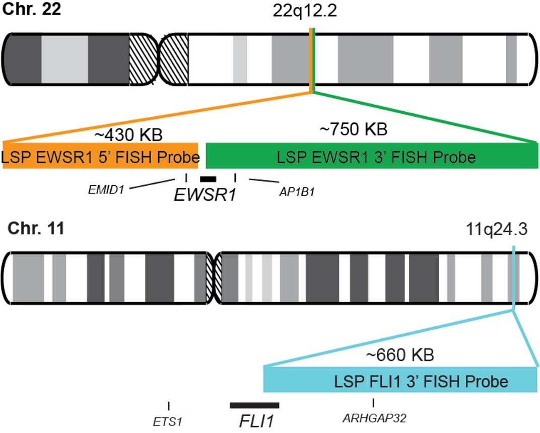 EWSR1-FLI1 Tri-color Fusion/Translocation FISH Probe Kit  